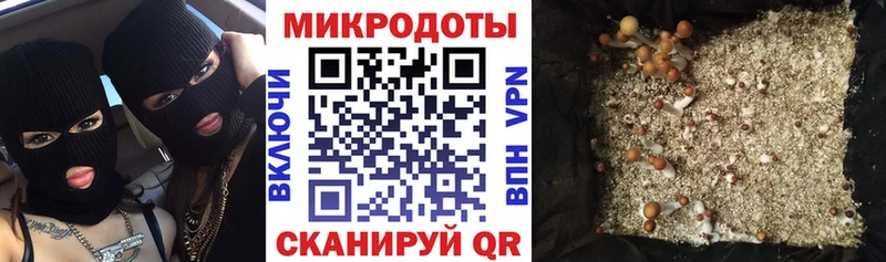 закладка  Северобайкальск  Псилоцибиновые грибы Cubensis 